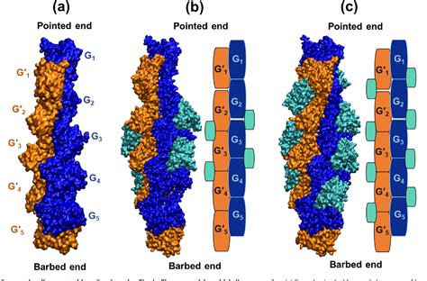 Figure 1 From Molecular And Structural Basis Of Actin Filament Severing