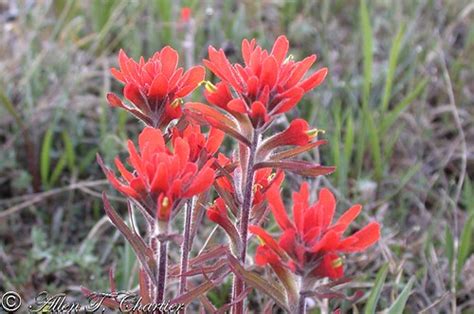 Minnesota Seasons Scarlet Indian Paintbrush