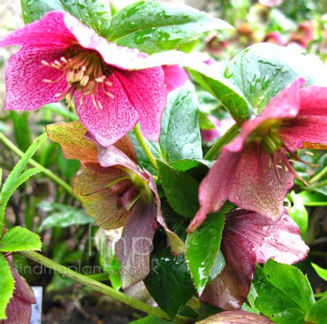 Helleborus orientalis - 'Red Lady' (Helleborus, Orientalis Hybrid ...