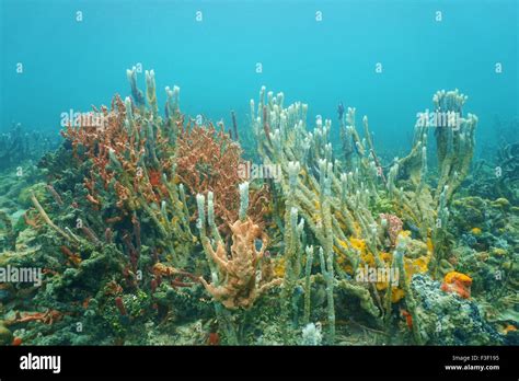 sponges underwater  gladys zachery blog
