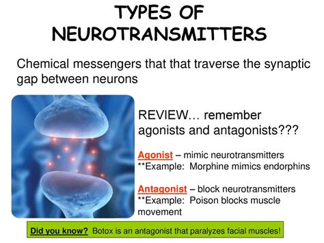 Biological Psychology Ppt Download