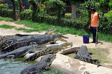 Crocodile Farm Langkawi Opening Hours - Crocodile