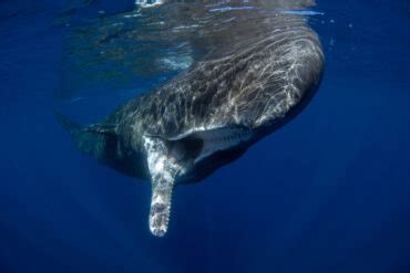 Sperm Whale vs Blue Whale - American Oceans