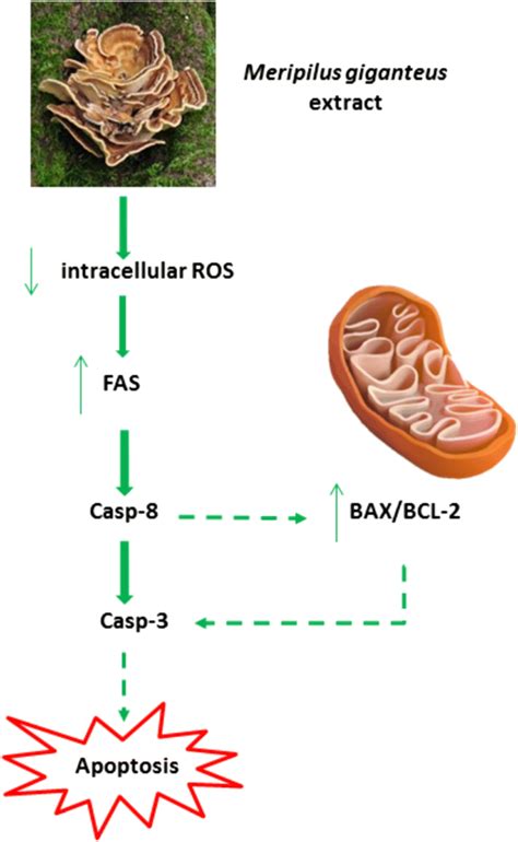 Meripilus Giganteus Ethanolic Extract Exhibits Pro Apoptotic And Anti