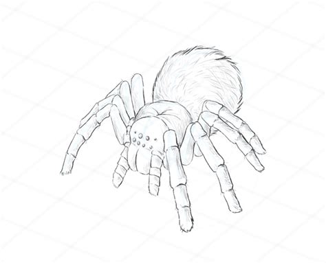 How To Draw Animals Spiders Popular Species Anatomy And Movement