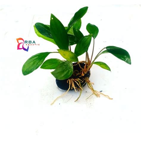 Jual Anubias Sp Wabikusa Tanaman Aquascape Hiasan Aquarium Shopee