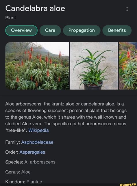 Candelabra Aloe Plant Overview Care Propagation Benefits Aloe