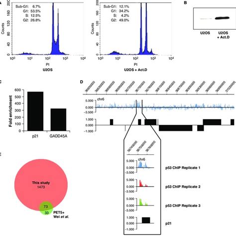 Genome Wide Identification Of P Binding Sites Using Chip On Chip A