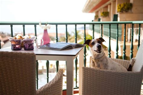 Hoteles Que Admiten Mascotas En Espa A Perros Mascotas Hoteles