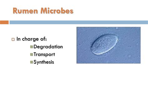 PPT - Rumen microbes PowerPoint Presentation, free download - ID:2316244