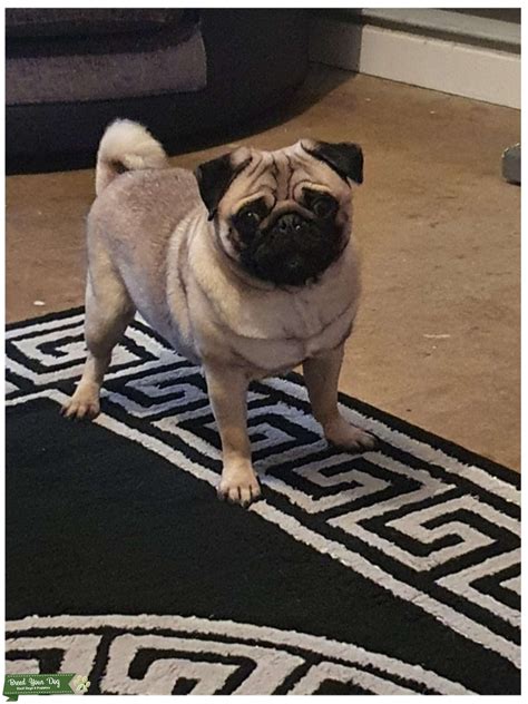 Male pug - Stud Dog in Norfolk, the United States | Breed Your Dog