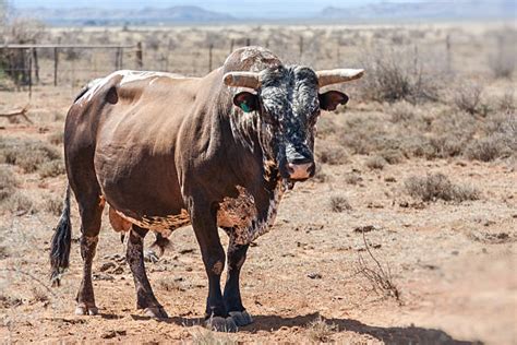 Nguni Cattle Stock Photos Pictures And Royalty Free Images Istock