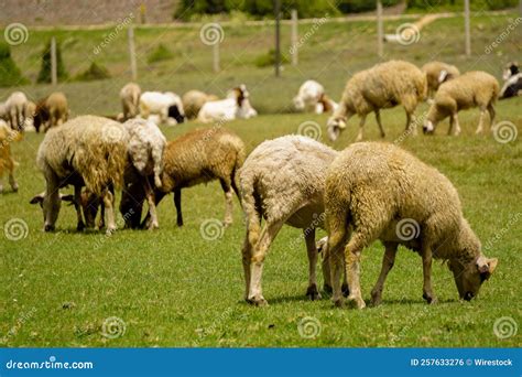 Herd Of Sheep Grazing In A Pasture Stock Photo Image Of Graze Goat