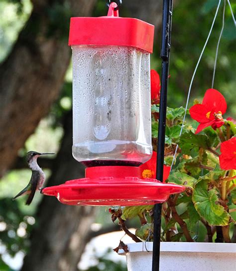 How To Attract Birds To A New Feeder Birding Deport