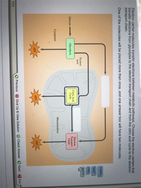 Solved Electron carrier molecules transfer electrons between | Chegg.com