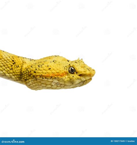 Eyelash Viper Pit Viper In Front Of White Stock Image Image Of