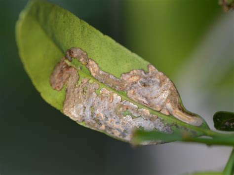 Citrus Leafminer