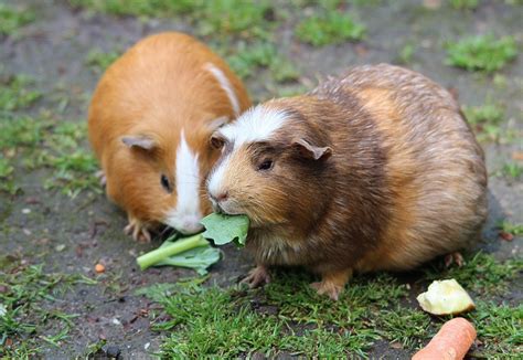 How To Feed A Guinea Pig A Through Guide On Feeding Guinea Pig