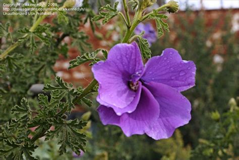 Plantfiles Pictures Blue Hibiscus Lilac Hibiscus Purple Hibiscus