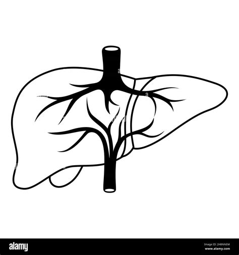 Illustration Of Liver Internal Organ Human Body Anatomy Health Care