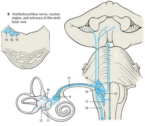 Vestibulocochlear Nerve Pathway