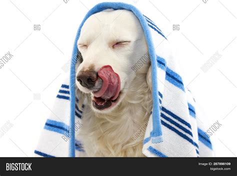 Funny Dog Bathing. Image & Photo (Free Trial) | Bigstock