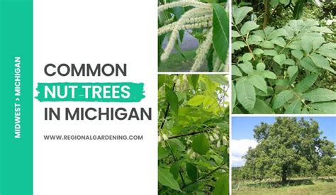 Common Nut Trees In Michigan 8 Types You Must Know Regional Gardening