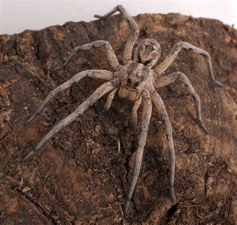 In Photos The Amazing Arachnids Of The World Live Science