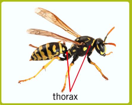 Body Segment: The Thorax : Montana Science Partnership