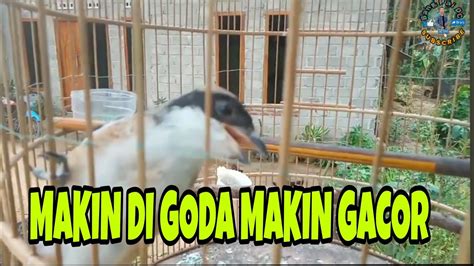 Suara Burung Cendet Trotol Usia 2 BulanCendet Lampung YouTube