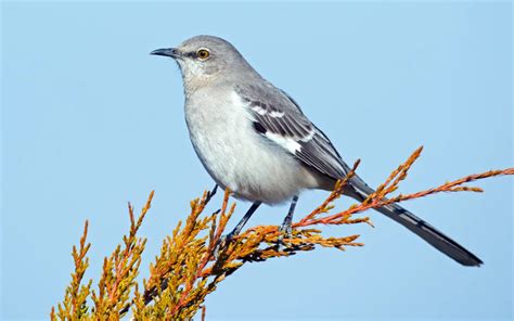 9 Mockingbird Facts Most Special | Birdserenity