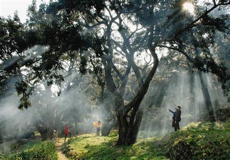 诸暨香榧林种植磐安大山谷图库