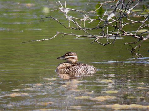 Masked Duck - eBirdr