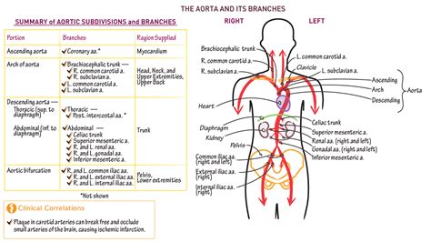 Gross Anatomy: Aortic Branches | ditki medical & biological sciences