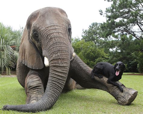 Pet Elephant