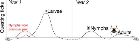 Figure 1 From Lyme Disease Spirochete Transmission Between Co Feeding