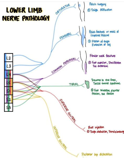 Lower Limb Nerve Pathology Medizzy