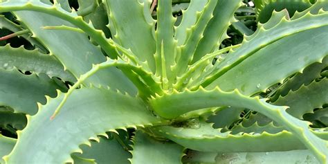 DECA ALOE ARBORESCENS -Aloe Arborescens|Aloe Arborescens Juice