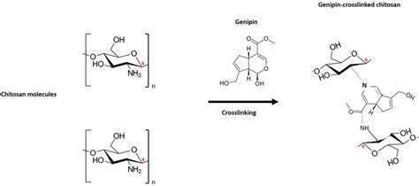 Schematic Illustration Representing Chemistry Of Chitosan Crosslinking