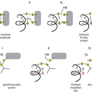 Dithiol And Monothiol Trx Fold Reactions A The Archetypal Thioredoxin