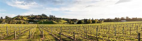 Buy New Zealand Wines From Te Mata Estate Winery All Inclusive Pricing