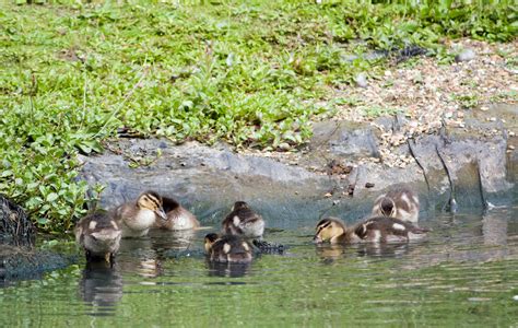 Cute Baby Ducklings Free Stock Photo - Public Domain Pictures