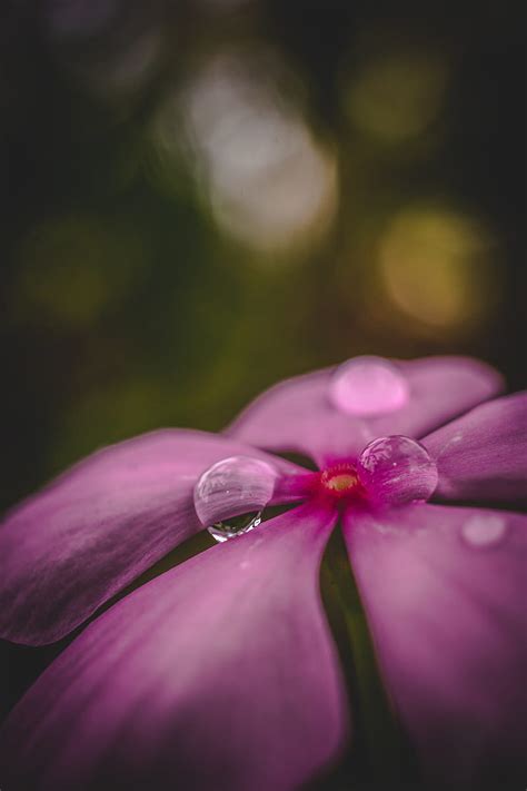 Flower Petals Drops Water Macro HD Phone Wallpaper Peakpx