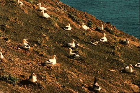 Kostenlose Bild Kurz Angebunden Albatros V Gel Nest Boden