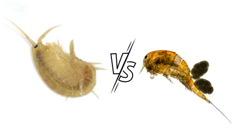 Exploring the Differences Between Copepods and Amphipods – Pod Your Reef