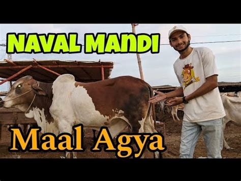 Moach Goth Naval Colony Yousuf Goth Mandi Latest Cattle Rates