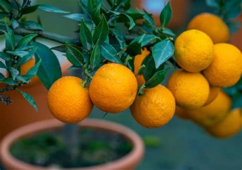 Cómo cultivar un Naranjo en Maceta y sus cuidados Eco Jardín Mágico