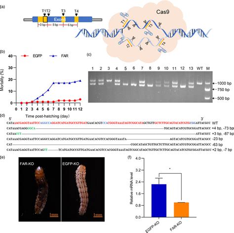 Knockout Of The CSFAR Gene By CRISPR Cas9mediated Genome Editing Using