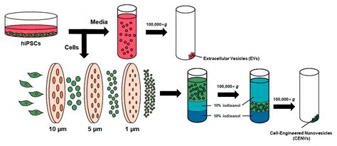 Ijms Free Full Text Derivation Of Cell Engineered Nanovesicles From