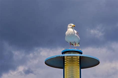 Gull Bird Clouds Free Photo On Pixabay Pixabay